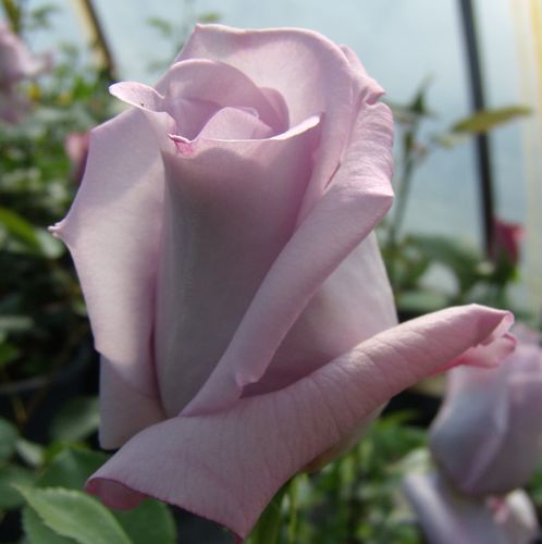 Rosa Blue Moon Cl. - púrpura - Árbol de Rosas Híbrido de Té - rosal de pie alto- froma de corona llorona